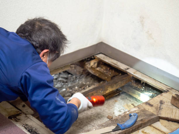 Best White Mold Remediation in Verona Walk, FL