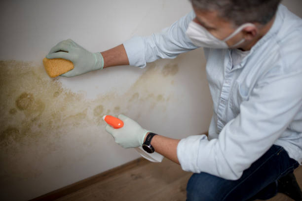 Best Mold Testing and Inspection Services in Verona Walk, FL