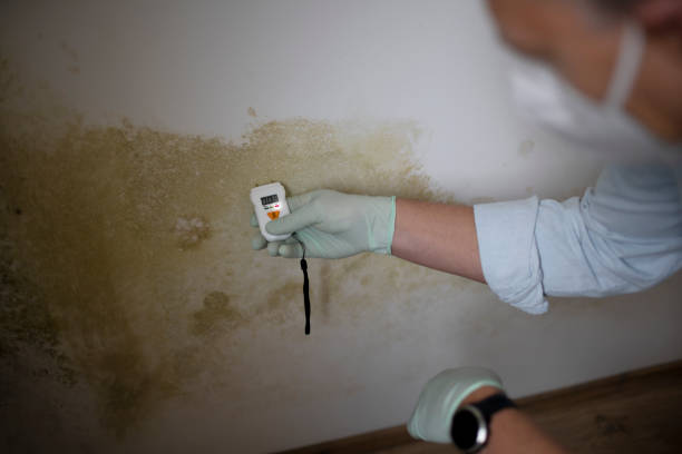 Best Attic Mold Remediation in Verona Walk, FL