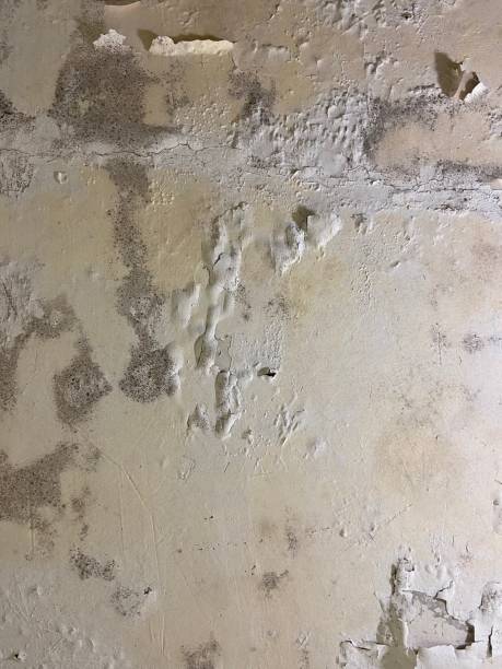 Best Basement Mold Remediation in Verona Walk, FL