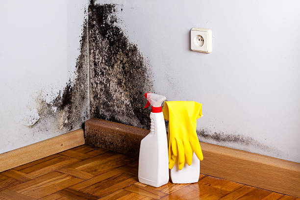 Best Crawl Space Mold Remediation in Verona Walk, FL