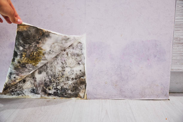 Best Health and Safety Mold Remediation in Verona Walk, FL